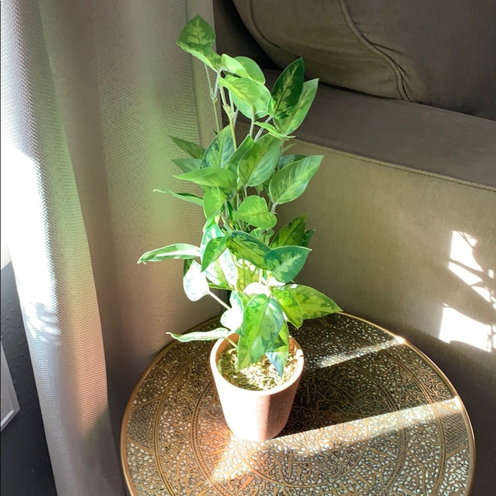 3 for $15 Ashland plastic plants